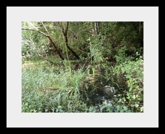 Apologia Biology – Module 2: Pond Water | Mindful Ramblings