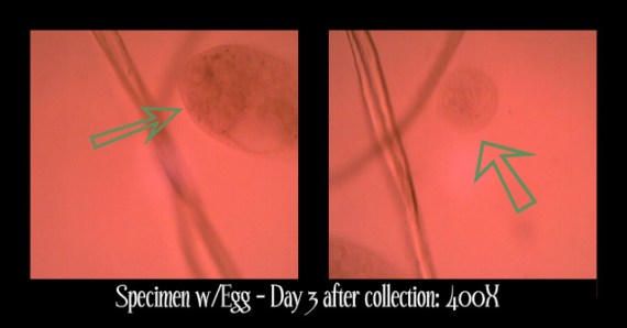 EggSpecimenDay3-400X