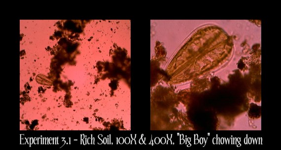 Pond 3-1 Rich Soil Big Boy