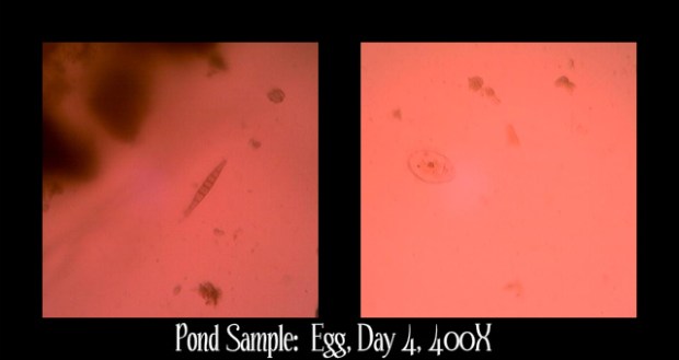 pondEgg4-400
