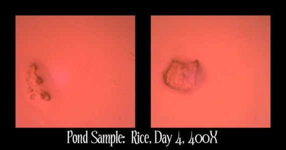 PondRice4-400